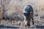 Javelina