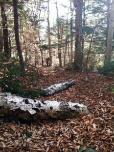 The fall leaves hid plenty of loose rocks on the trail.